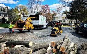 Trusted Lancaster, OH Tree Services Experts