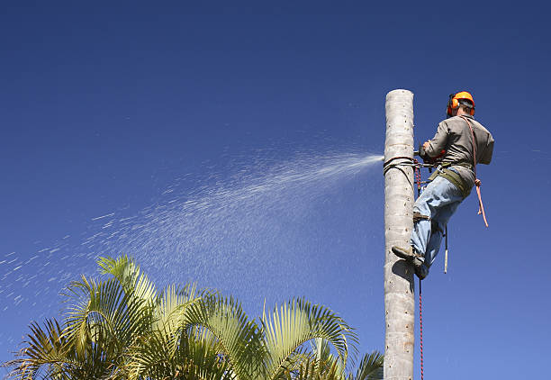 Best Palm Tree Trimming  in Lancaster, OH