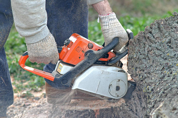 Best Emergency Tree Removal  in Lancaster, OH